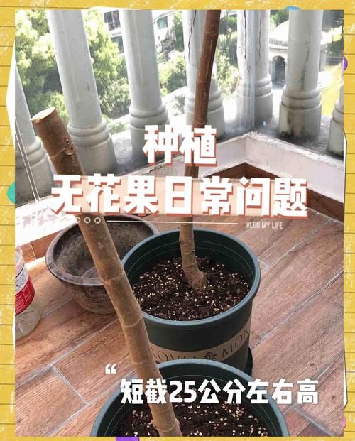 蚂蚁庄园每日一题：无花果有花吗？答案揭晓，快来涨知识！