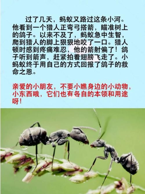 蚂蚁撼树的故事：小人物也能创造奇迹吗？