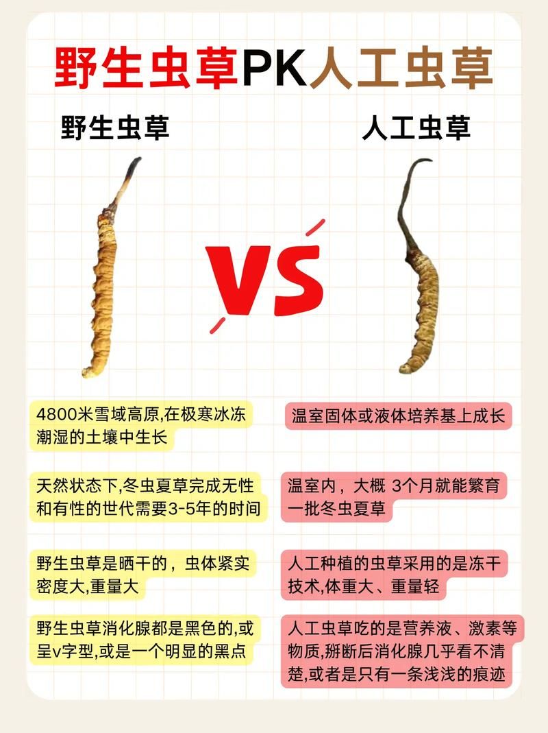 蚂蚁新村每日答题：虫草究竟是虫还是草？