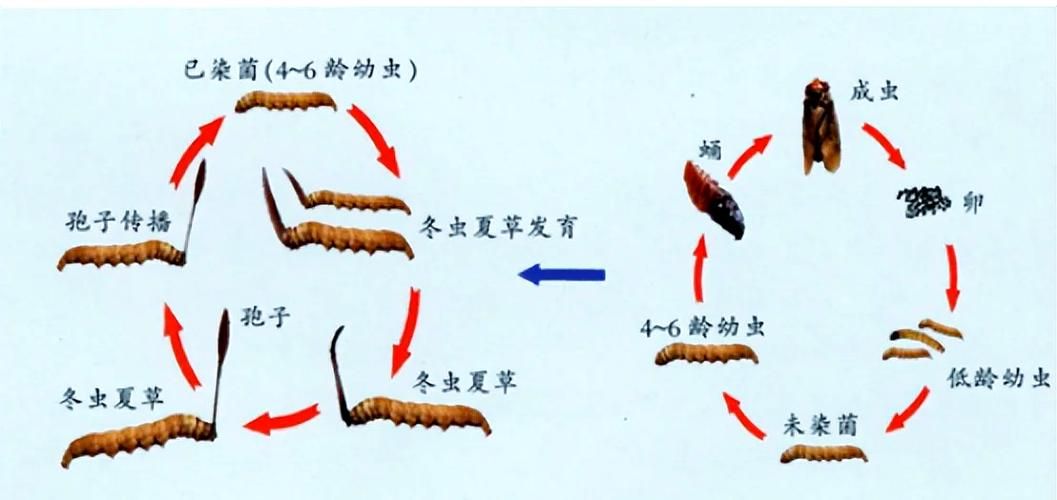 蚂蚁新村每日答题：虫草究竟是虫还是草？