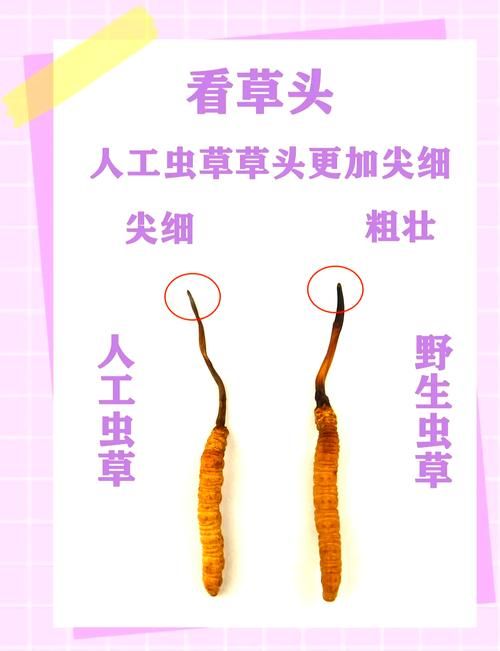 蚂蚁新村每日答题：虫草究竟是虫还是草？