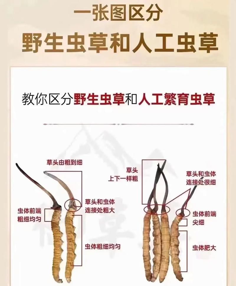 蚂蚁新村每日答题：虫草究竟是虫还是草？