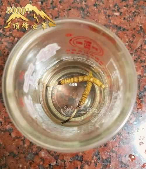 蚂蚁新村每日答题：虫草究竟是虫还是草？