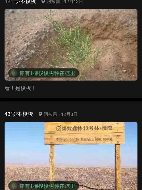 蚂蚁森林时光加速器功能介绍及使用心得分享！