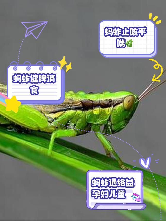 蚂蚱有哪些显著特点？带你了解蚂蚱的独特之处