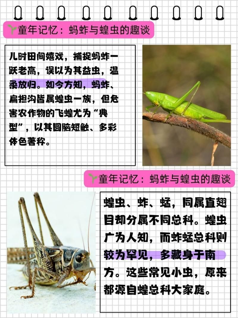 蚂蚱有哪些显著特点？带你了解蚂蚱的独特之处