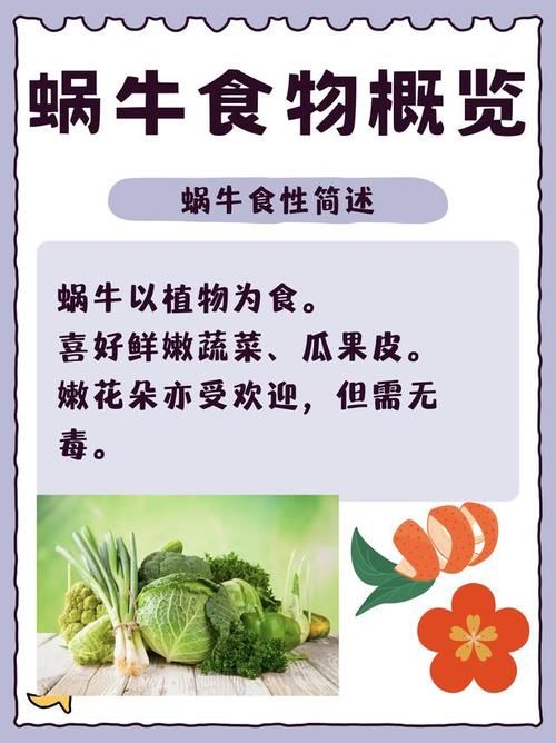 蜗牛爱吃啥东西？这份菜单你绝对想不到！