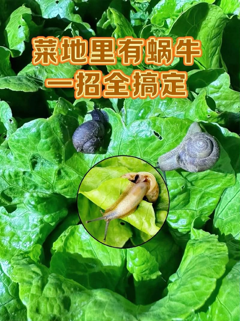 蜗牛爱吃啥东西？这份菜单你绝对想不到！