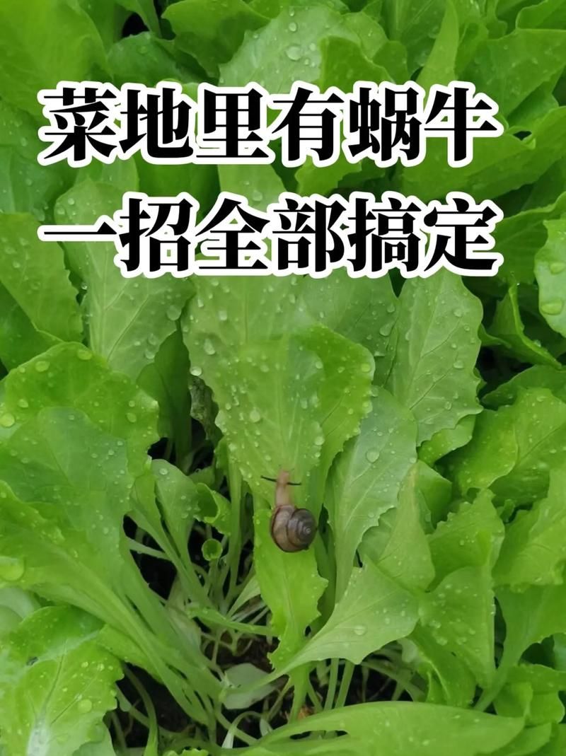 蜗牛爱吃啥东西？这份菜单你绝对想不到！