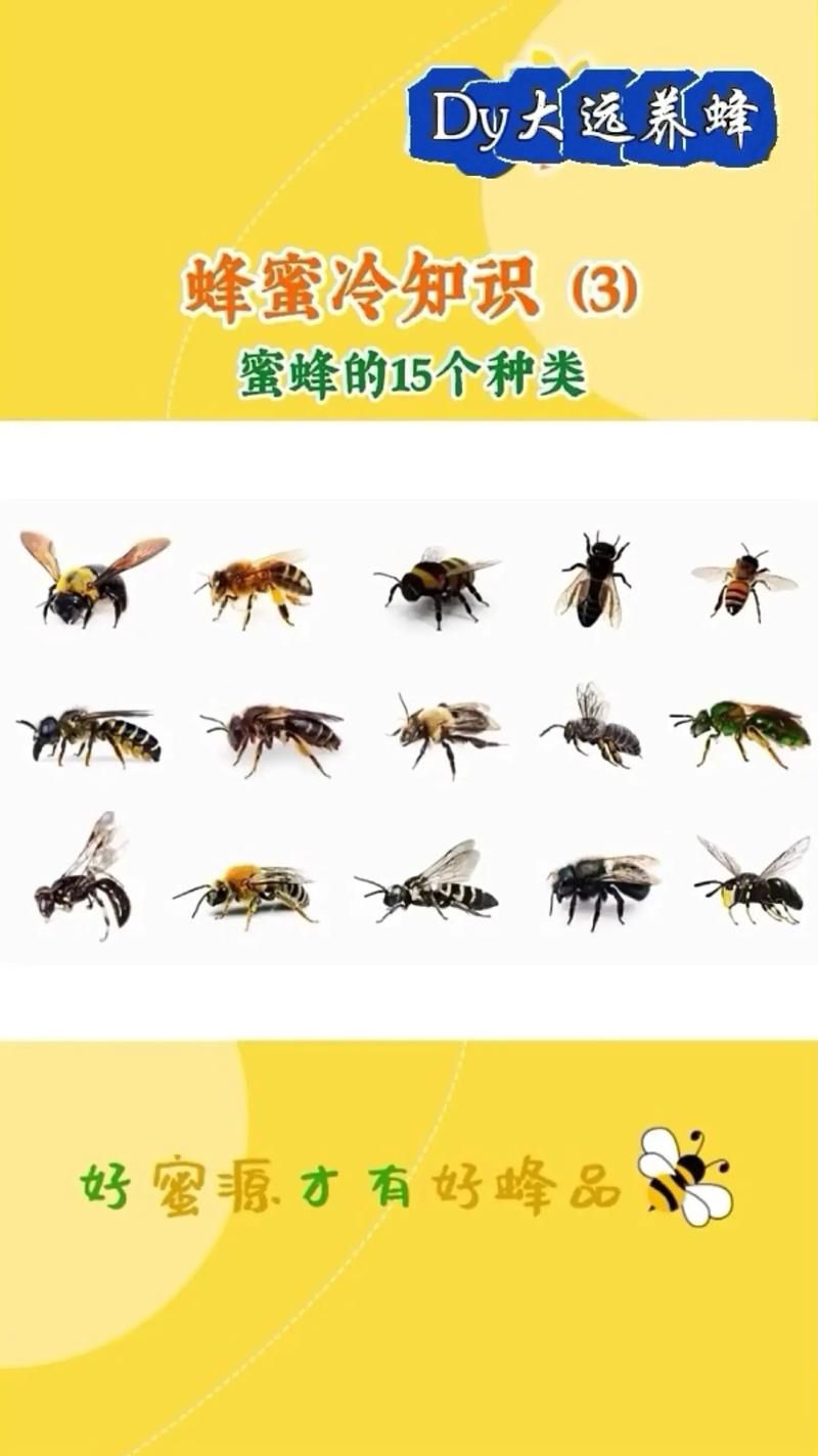 蜜蜂喜欢吃什么？揭秘蜜蜂的甜蜜食谱！