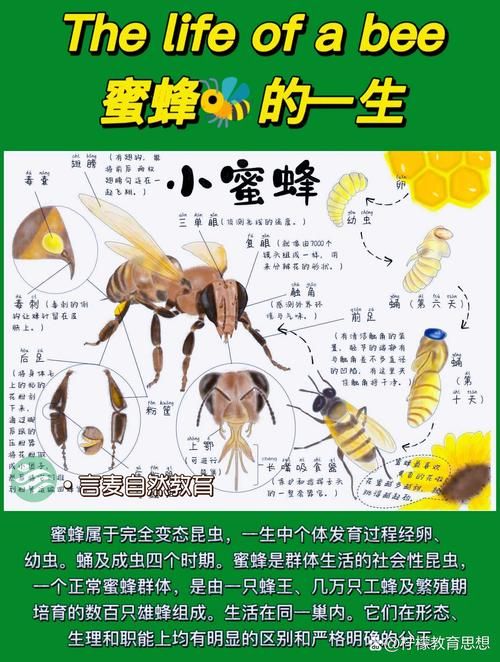 蜜蜂喜欢吃什么？揭秘蜜蜂的甜蜜食谱！