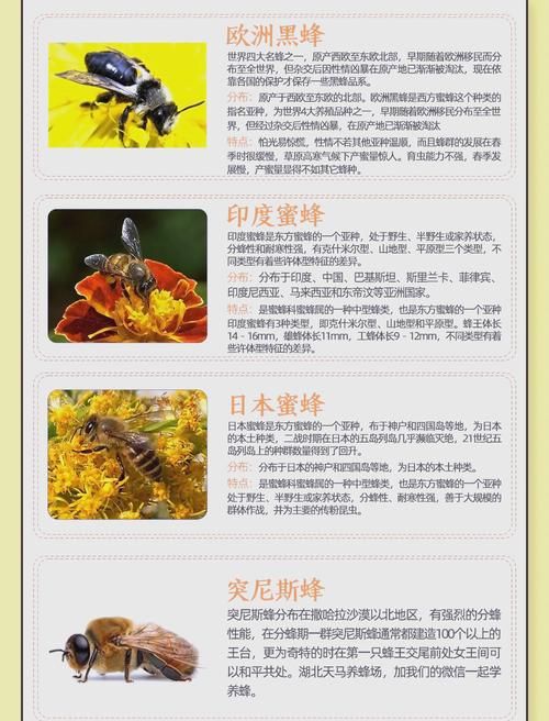 蜜蜂喜欢吃什么？揭秘蜜蜂的甜蜜食谱！