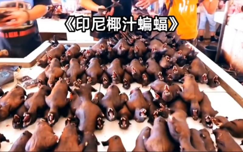 蝙蝠怎么吃才能去腥？分享蝙蝠肉烹饪小妙招