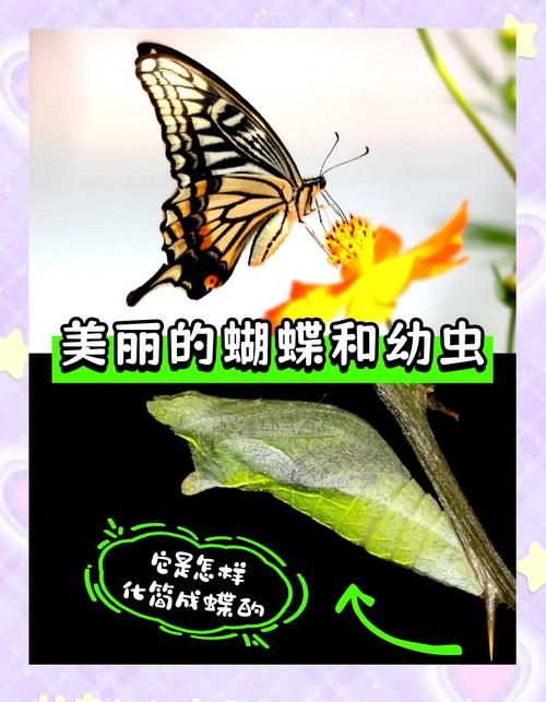 蝴蝶翅膀的秘密：它是怎么飞起来的？