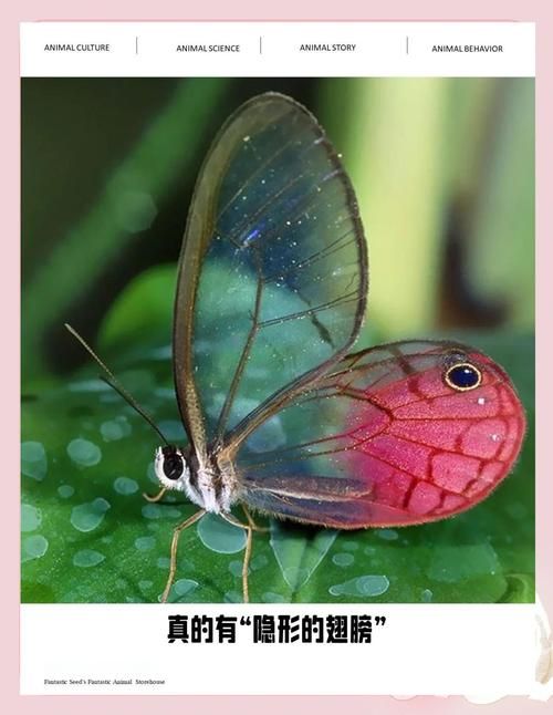 蝴蝶翅膀的秘密：它是怎么飞起来的？