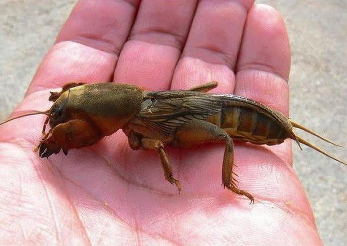 蝼蛄的叫声是如何产生的？探索昆虫的奇妙世界