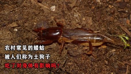蝼蛄的叫声是如何产生的？探索昆虫的奇妙世界