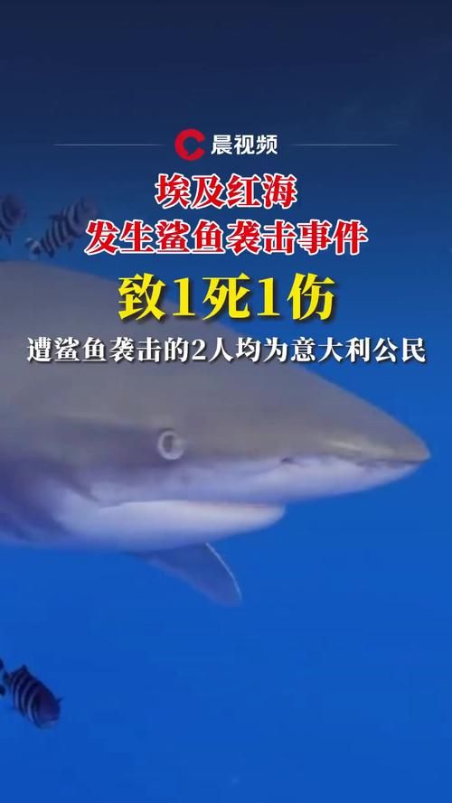 血海深仇！大白鲨之复仇的恐怖故事
