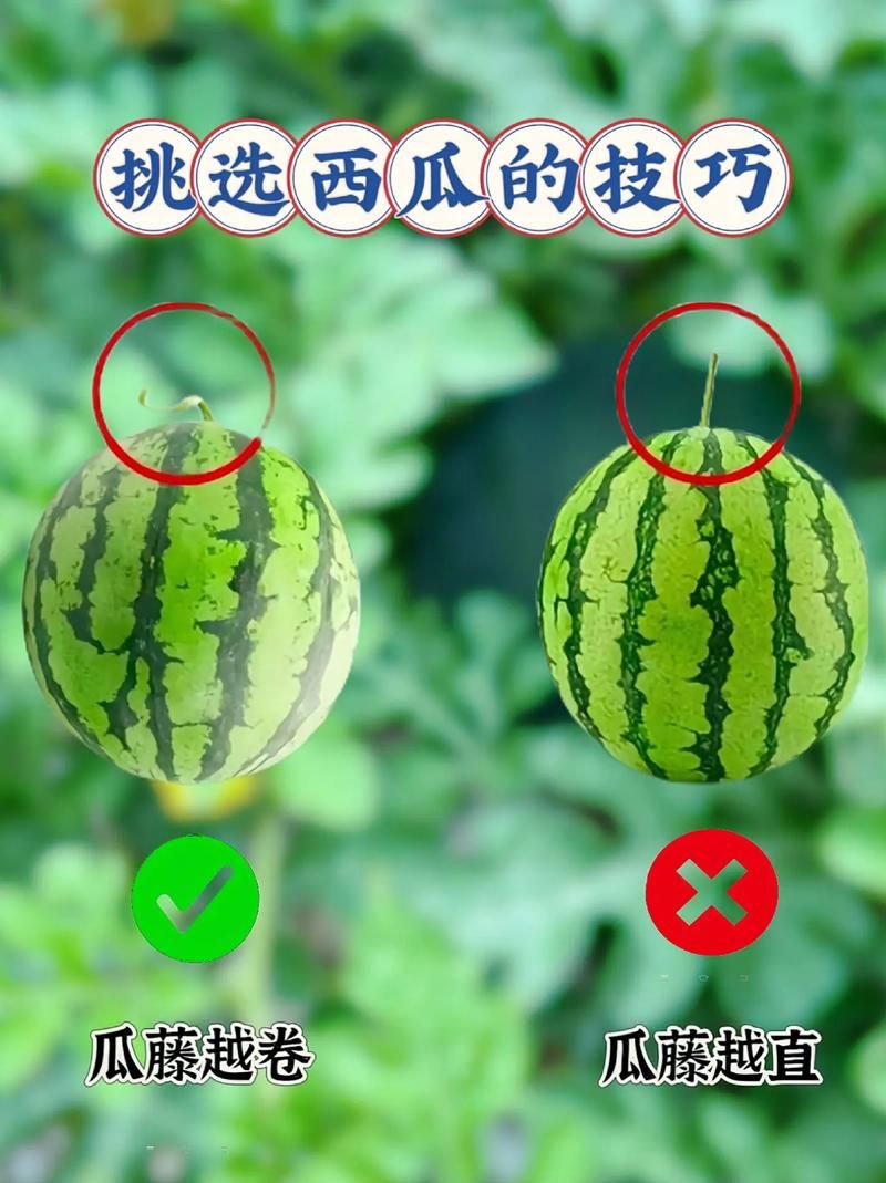 西瓜识破：如何挑选又甜又好的西瓜？