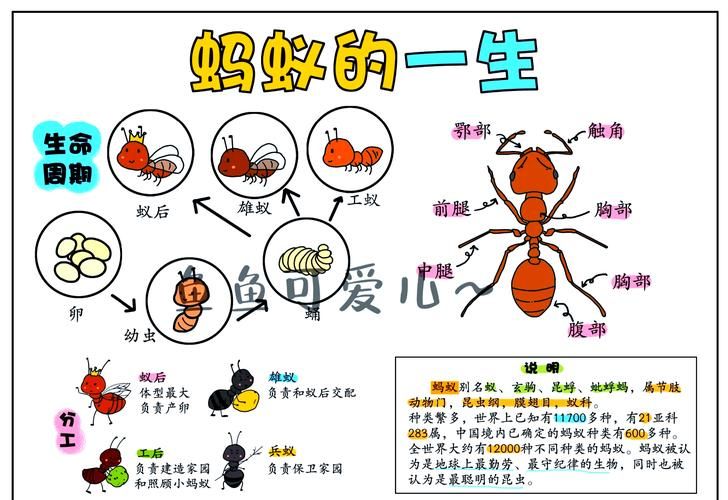 观察蚂蚁：树叶是蚂蚁的乐园还是餐厅？
