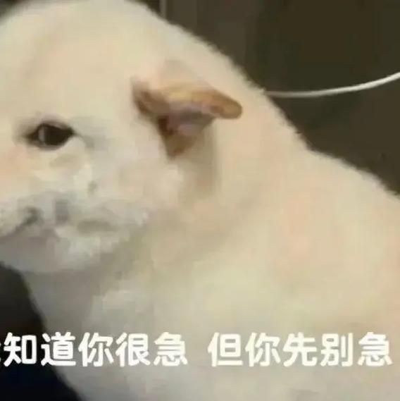 解压神器！超萌你先别急表情包免费获取