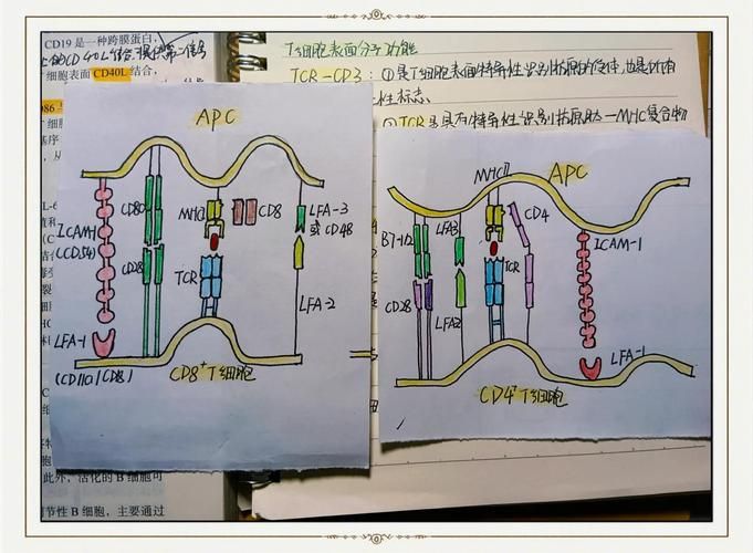 解密医学名词APC：三种含义及临床意义全解析