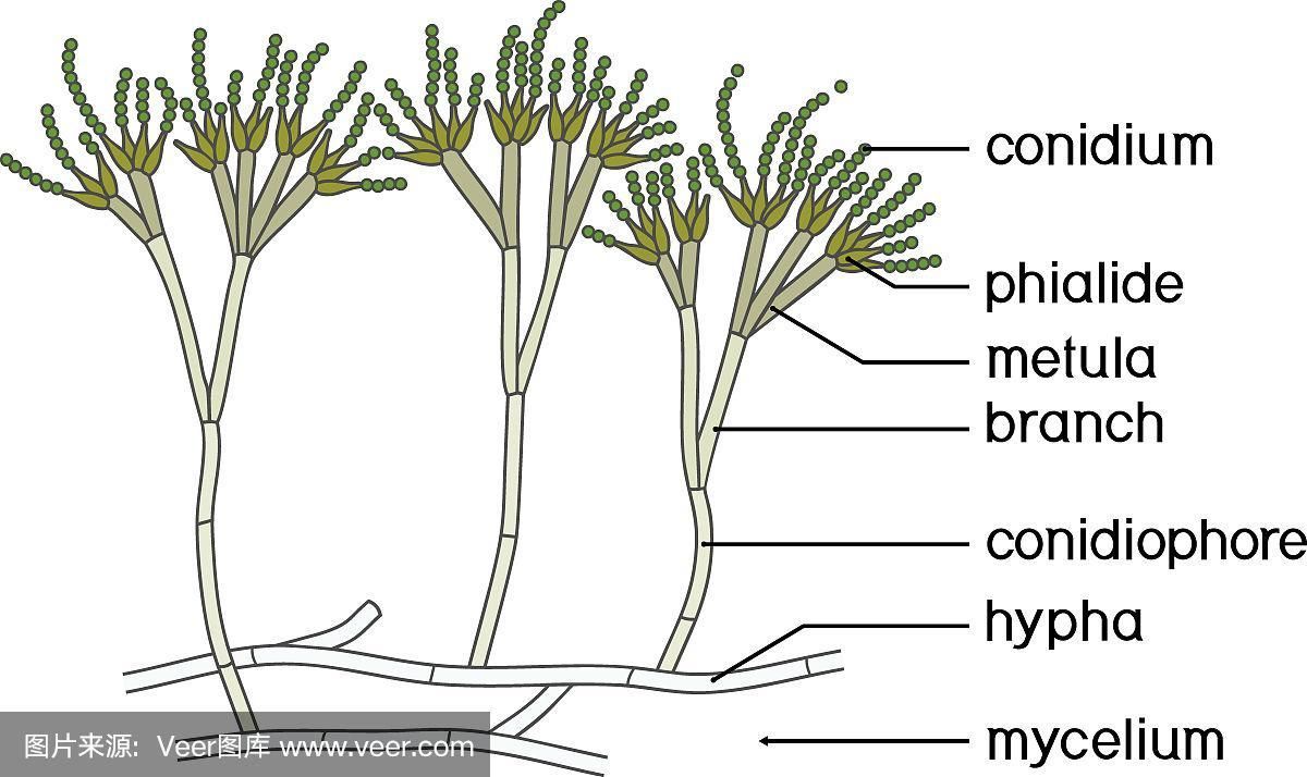 解读Mycelium：菌丝体的奥秘与无限可能