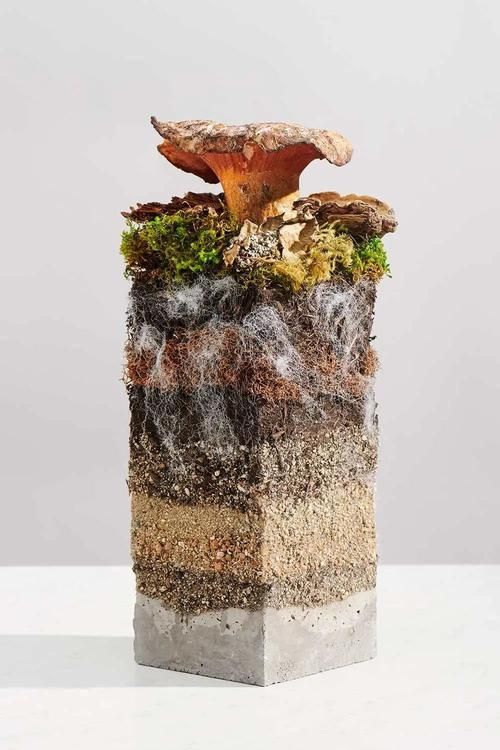 解读Mycelium：菌丝体的奥秘与无限可能