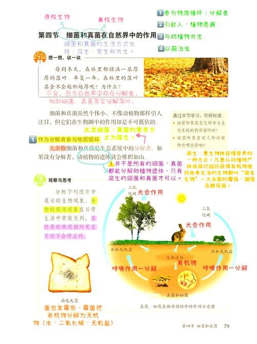 解读Mycelium：菌丝体的奥秘与无限可能
