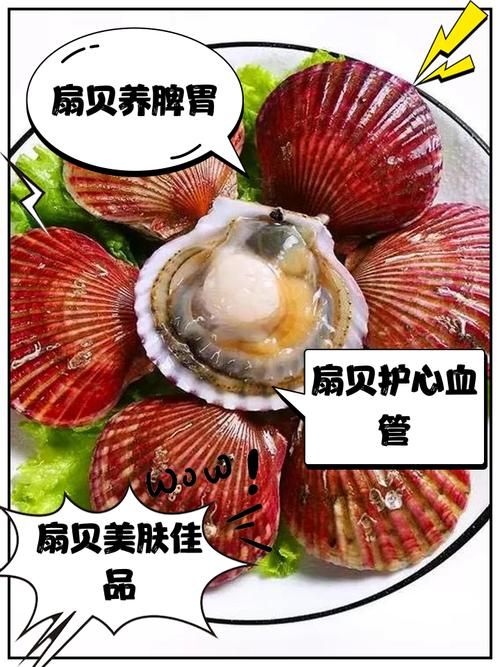 解读扇贝：扇贝的含义、文化象征及经济价值