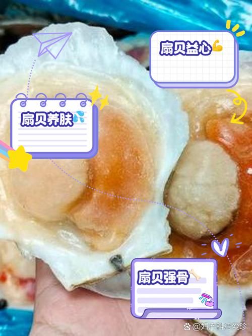 解读扇贝：扇贝的含义、文化象征及经济价值