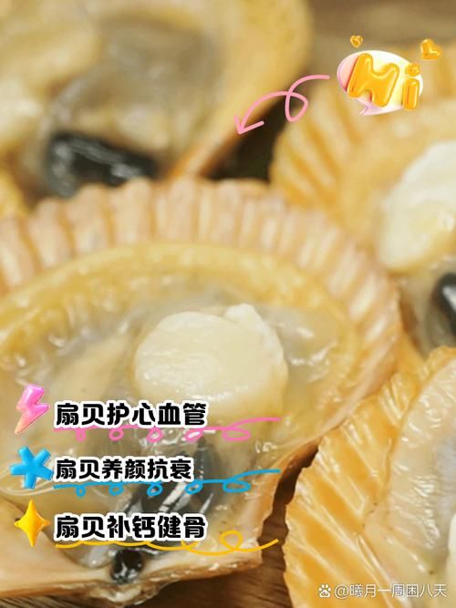 解读扇贝：扇贝的含义、文化象征及经济价值
