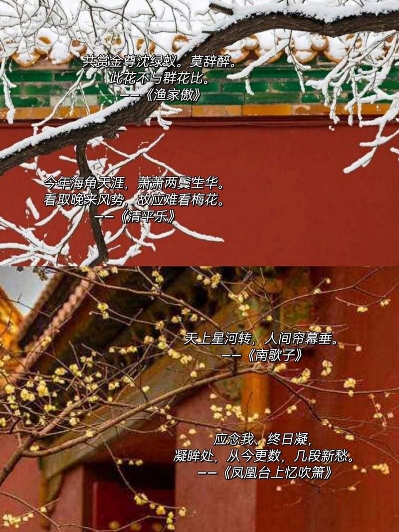 解读李清照名句：何须浅碧深红色，自是花中第一流