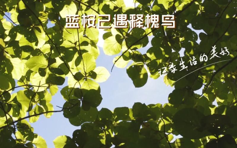 解读网络热词：蓝桉已遇释槐鸟的含义及出处