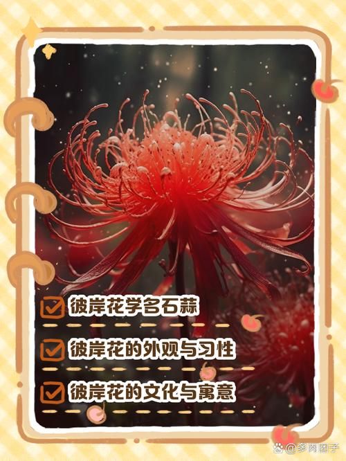 详解彼岸花的英文表达，红蜘蛛百合等说法