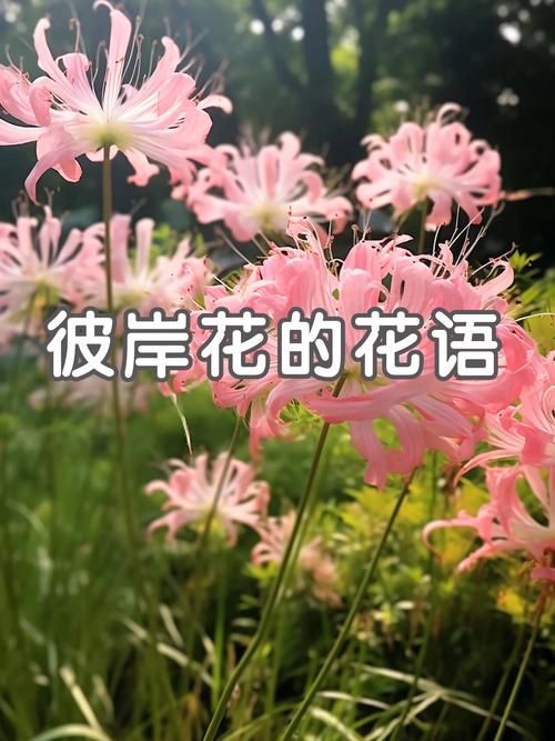 详解彼岸花的英文表达，红蜘蛛百合等说法