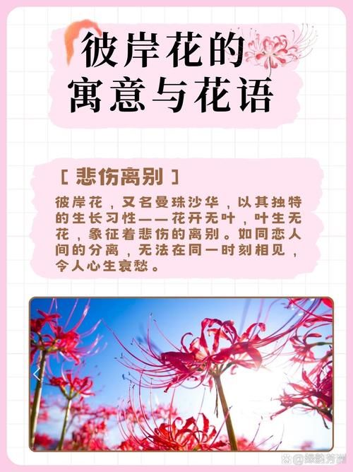 详解彼岸花的英文表达，红蜘蛛百合等说法