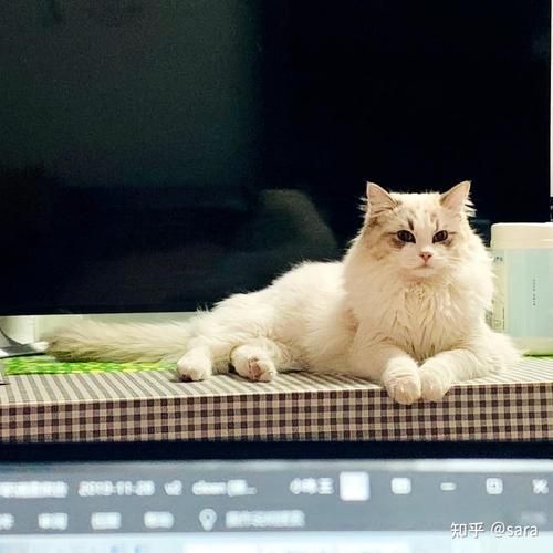 貂蝉打一正确生肖是什么动物？答案揭晓！