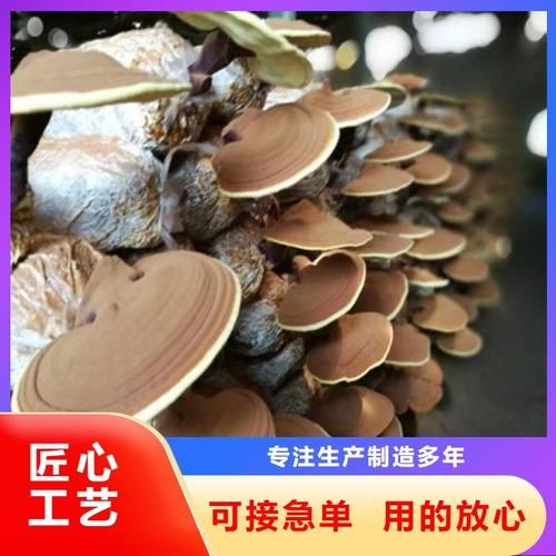 购买海灵芝需要注意什么？正品海灵芝购买指南