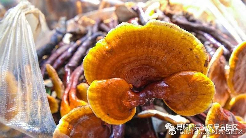 购买海灵芝需要注意什么？正品海灵芝购买指南