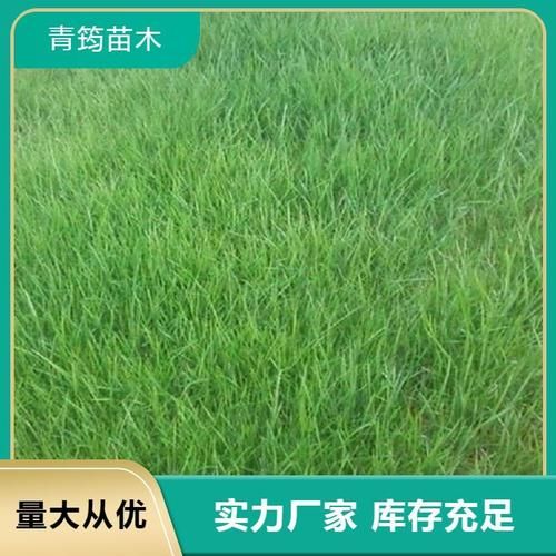 超值CF小号批发，绿色安全，数量充足