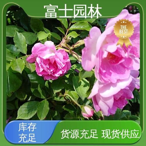 超值CF小号批发，绿色安全，数量充足