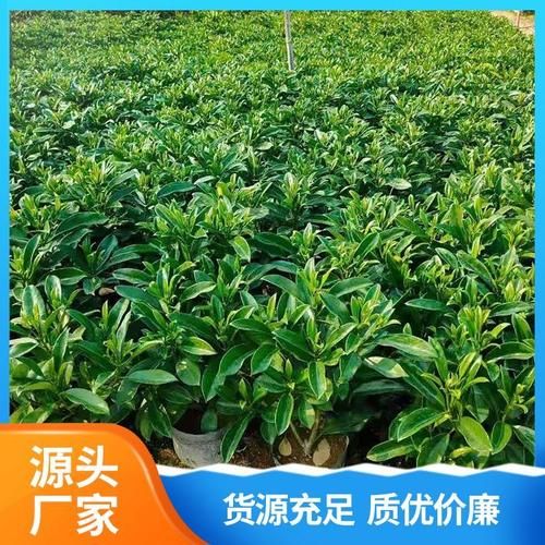 超值CF小号批发，绿色安全，数量充足