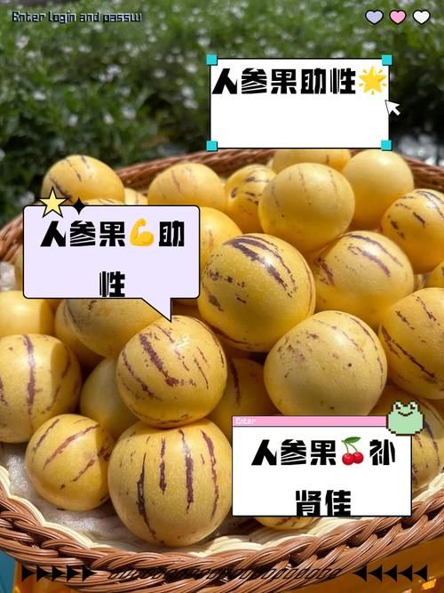 超级人参果作用及获得途径，新手玩家快速上手指南