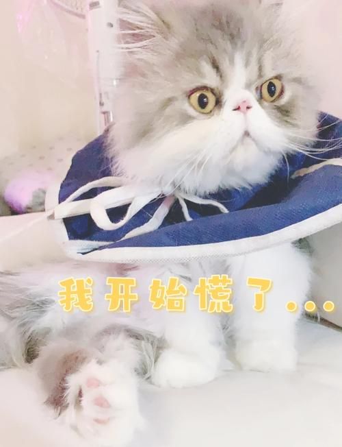 超萌拍一拍表情包推荐：让你朋友圈更吸睛的表情包