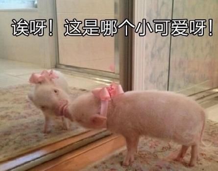 轻松一刻：盘点那些让你笑出猪叫的搞笑梗