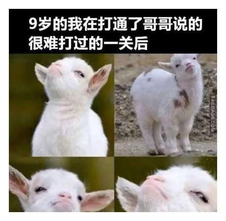 轻松一刻：盘点那些让你笑出猪叫的搞笑梗