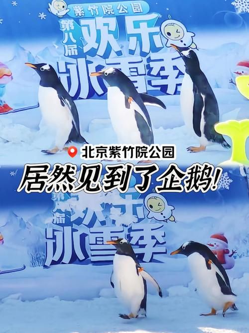 这些好玩的企鹅游戏，你都玩过吗？