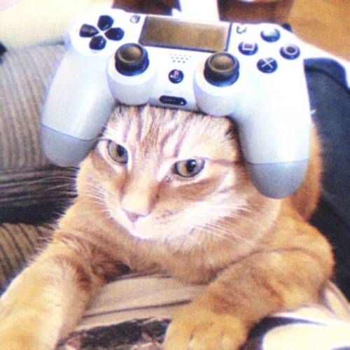 这些触屏游戏，猫咪玩起来超开心！