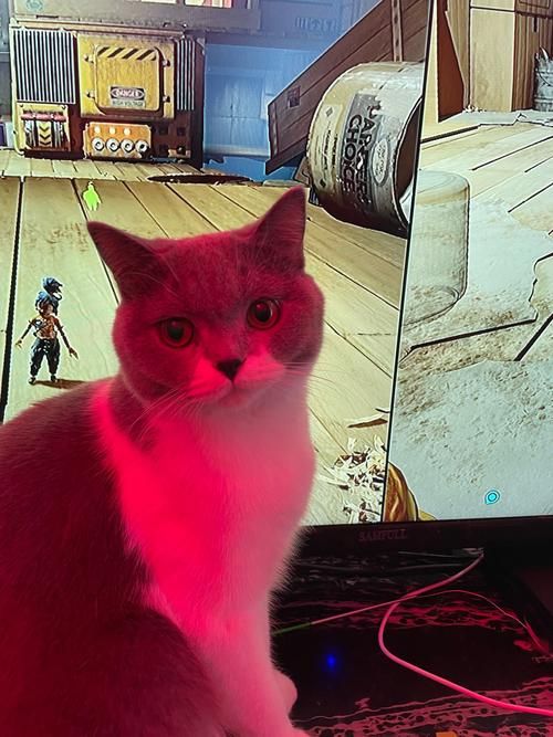 这些触屏游戏，猫咪玩起来超开心！